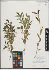 Foto von Salix purpurea L.